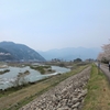 春霞♪　庄川桜ロード