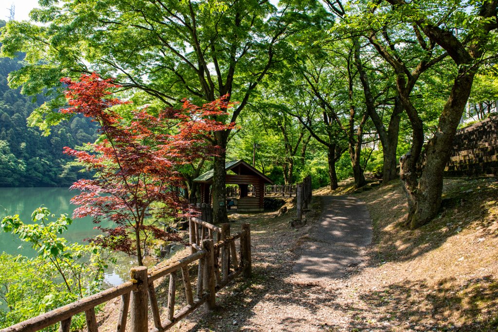 庄川水記念公園　朝の散歩コース♪