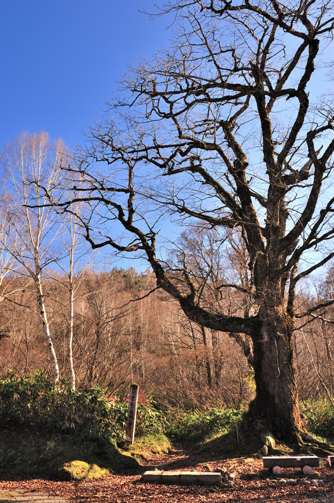 晩秋　薬師岳登山口　折立　太郎坂