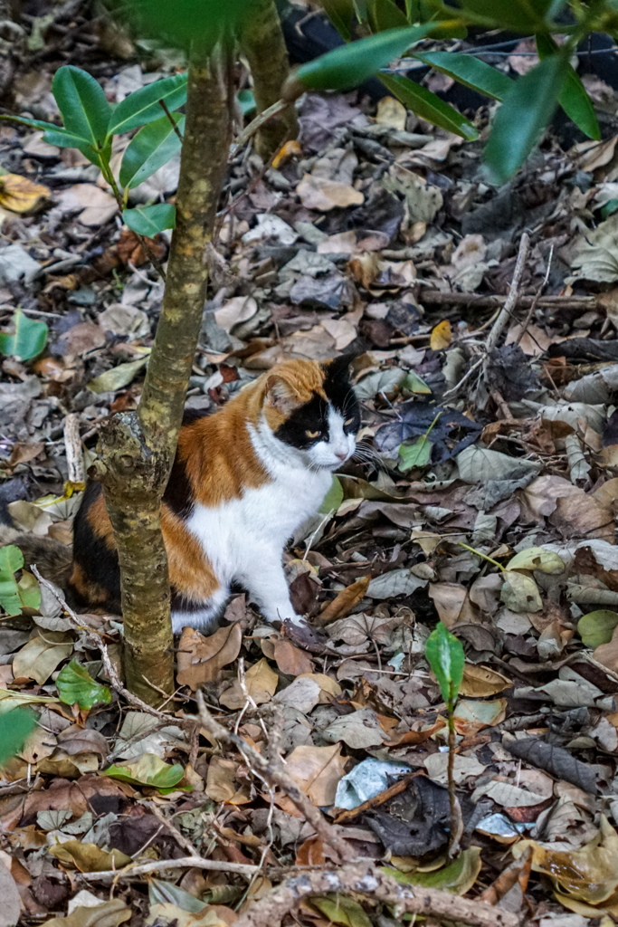 島の猫＠竹富島