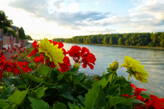 ライン川に花を添えて
