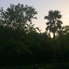 今晩のお宿はジャングルの中？！