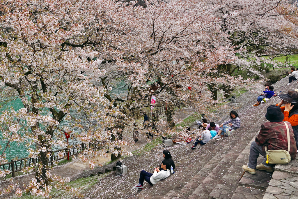 散りゆく桜を楽しみて