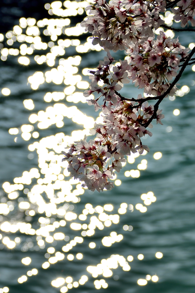 煌めき桜