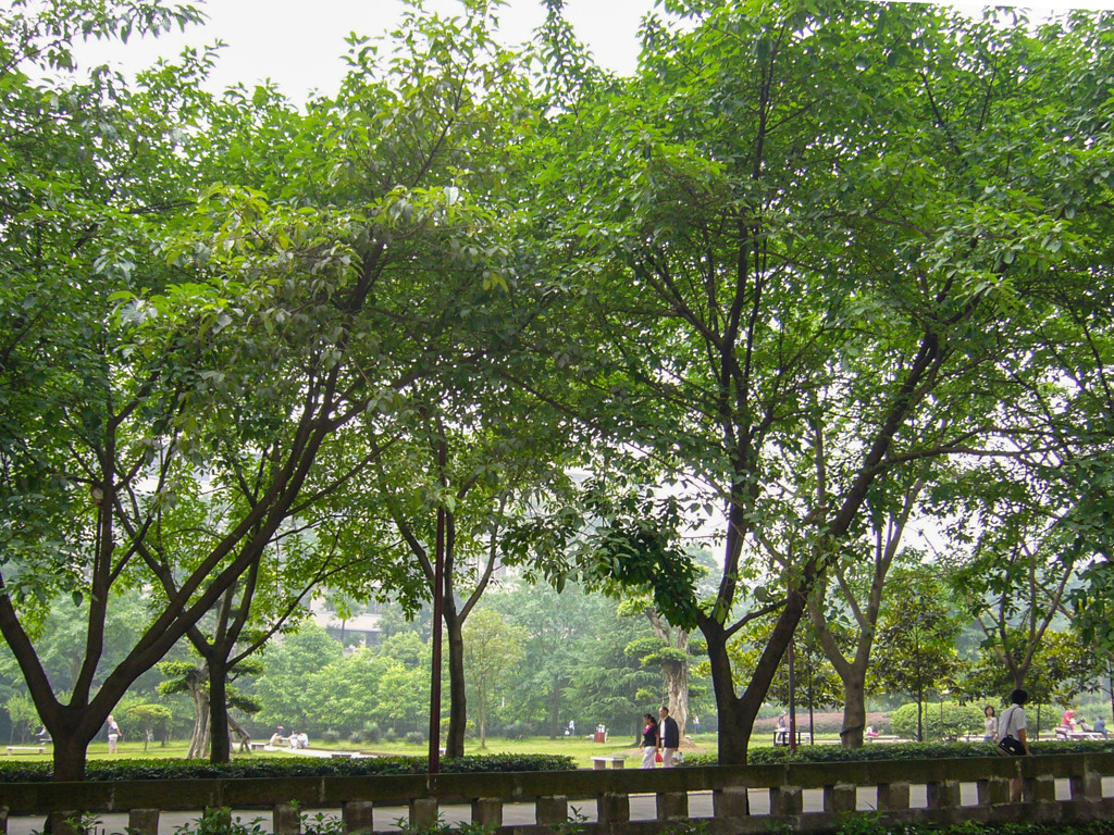 2006年中国の旅１　緑多きキャンパス＠重慶大学