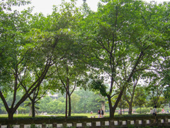 2006年中国の旅１　緑多きキャンパス＠重慶大学