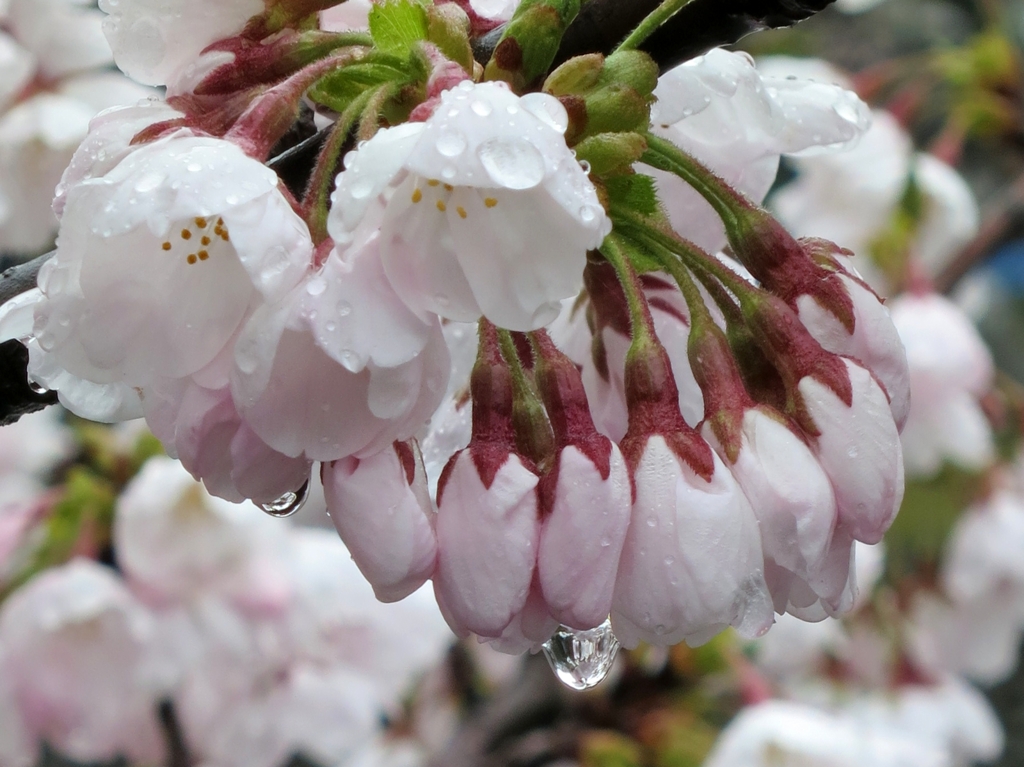 桜雫