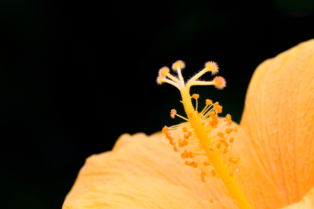 常夏の花と言えば・・・