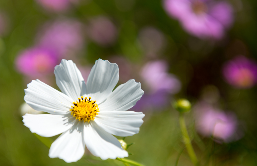 ヒラリ秋桜　初秋散歩