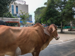 掘出し写真　ホテルから出ていきなり牛！＠インド/ビワディ