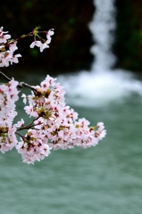 我が郷土に桜あり４