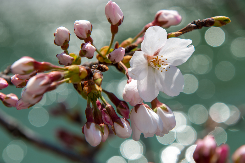 桜開花キラキラ♪