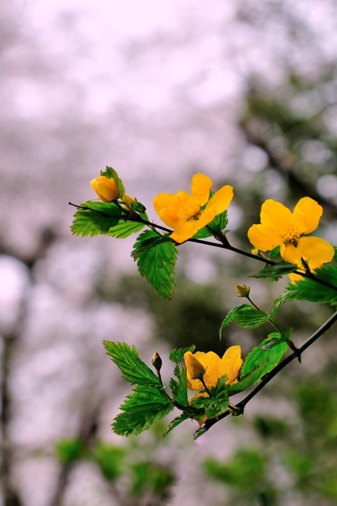 春告げ花