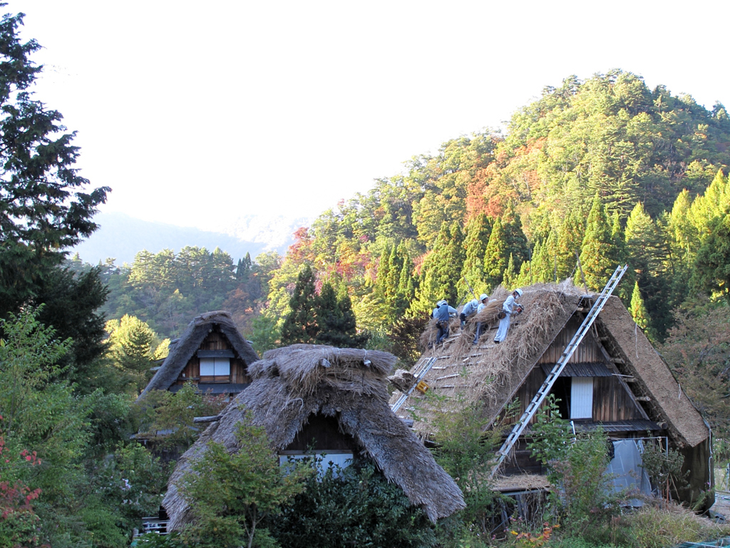 合掌造り　屋根葺き替え