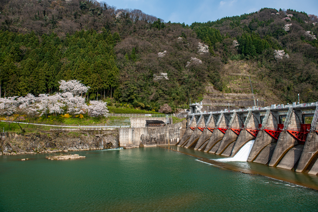 庄川・桜めぐりⅡ その13