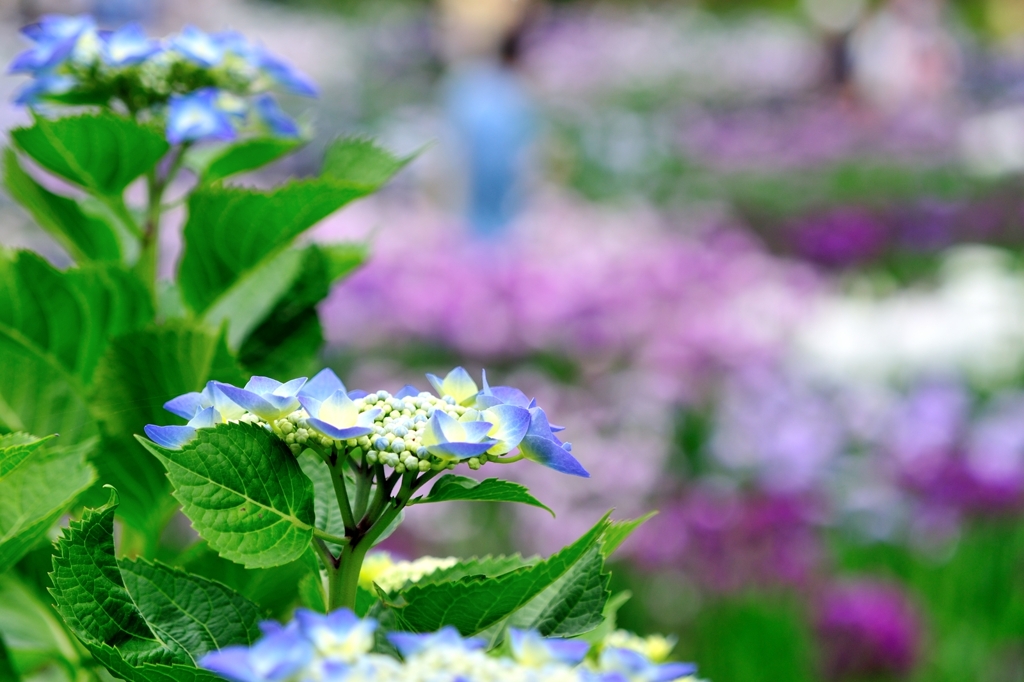 梅雨花園