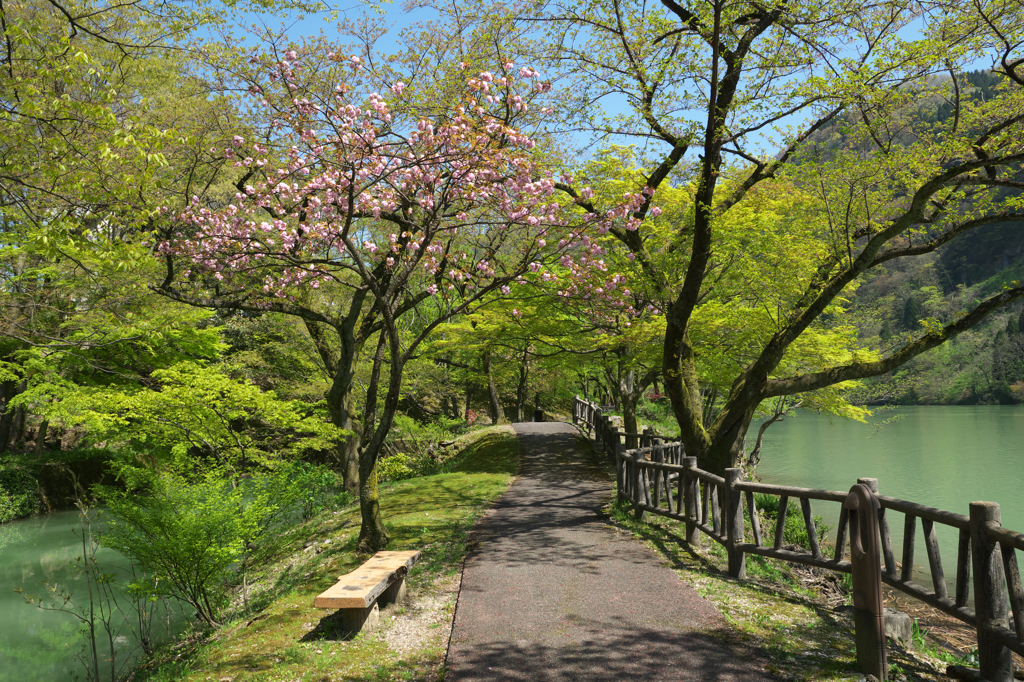 新緑に花添える