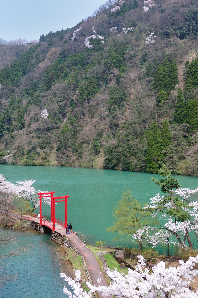 Sakura view from KOI恋の鐘 