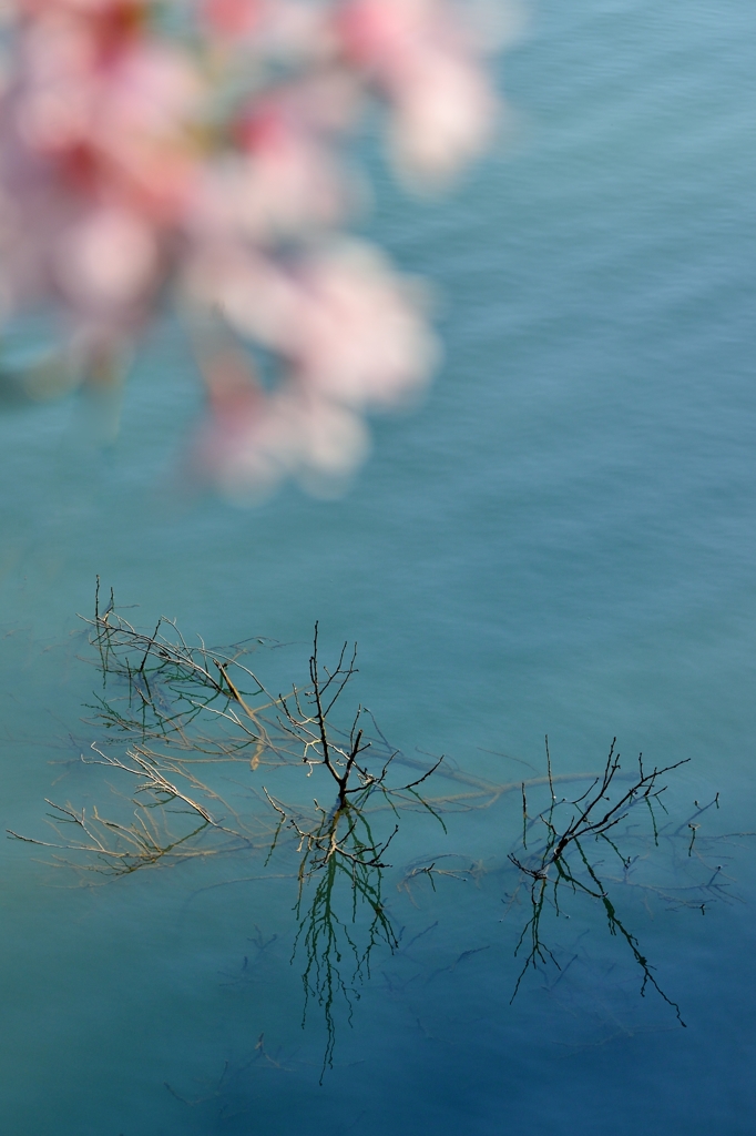 追憶　水中さくら