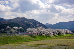 庄川・桜めぐり その1