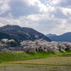 庄川・桜めぐり その1
