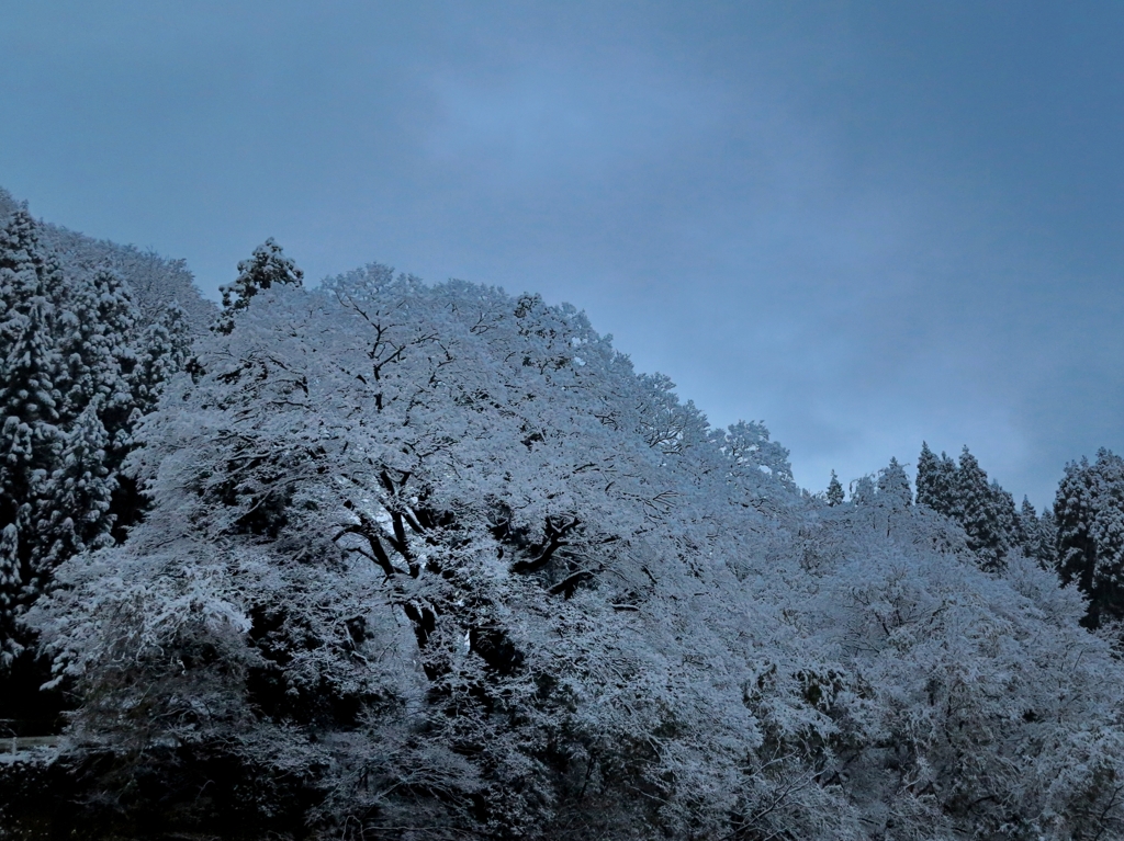 初雪桜