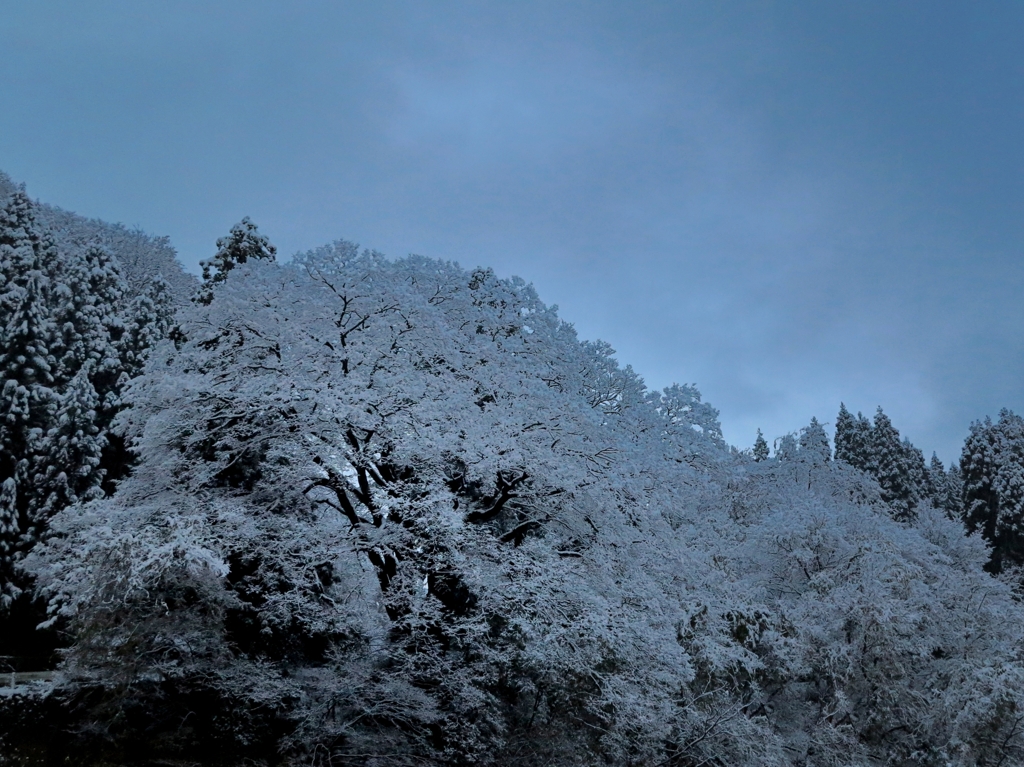 初雪桜