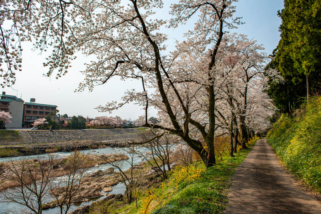 庄川・桜めぐりⅡ その8