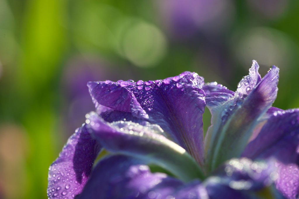 キラリ♪　我が家の花しょうぶ