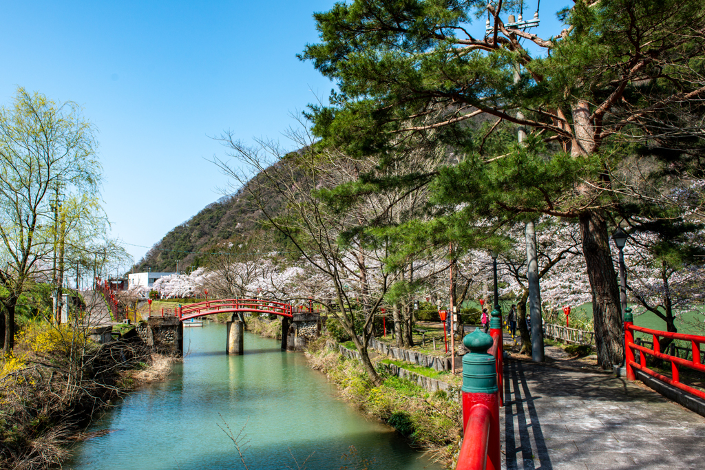 旧二万石用水(庄川水記念公園)付近の桜