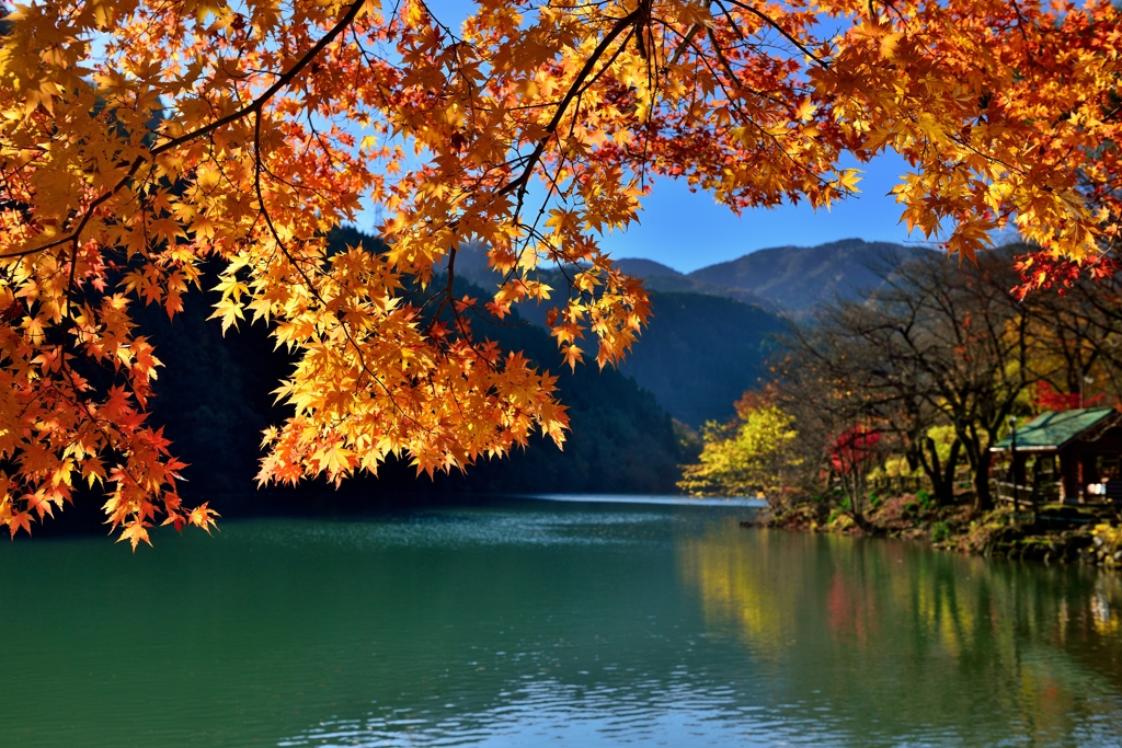 晩秋庄川散策　紅葉絶景