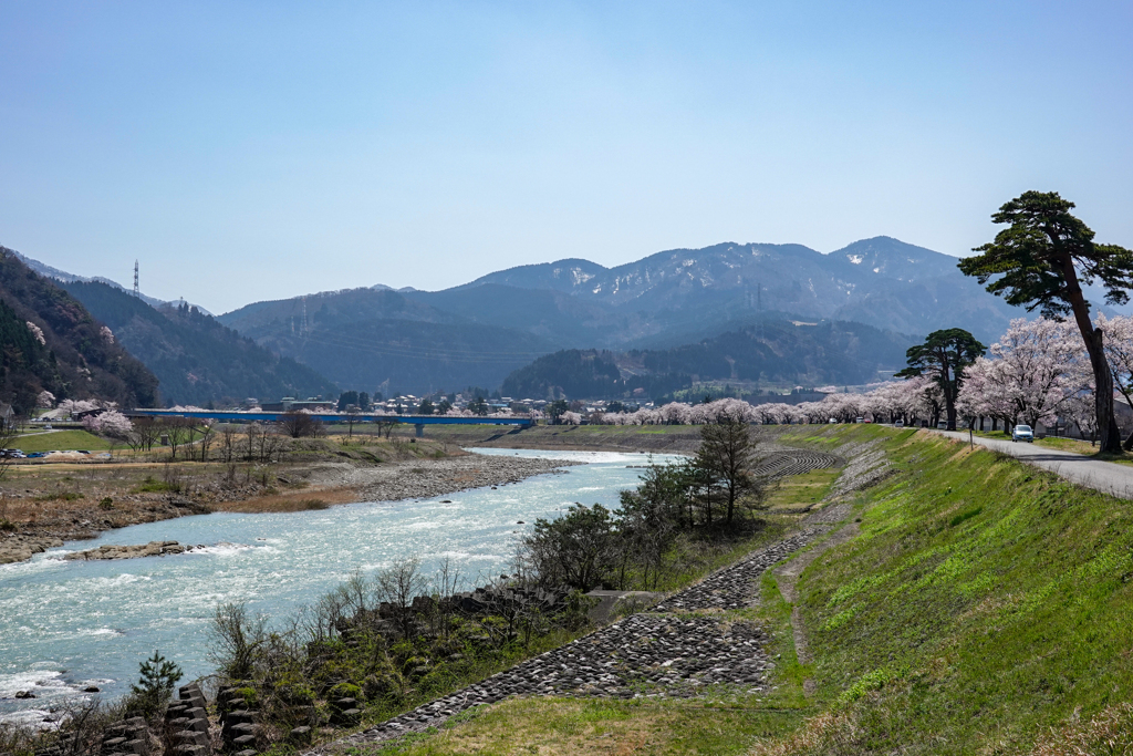 庄川清流と桜堤防