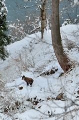 弥生 雪の庄川峡Ⅳ