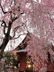 東京上野　夕桜