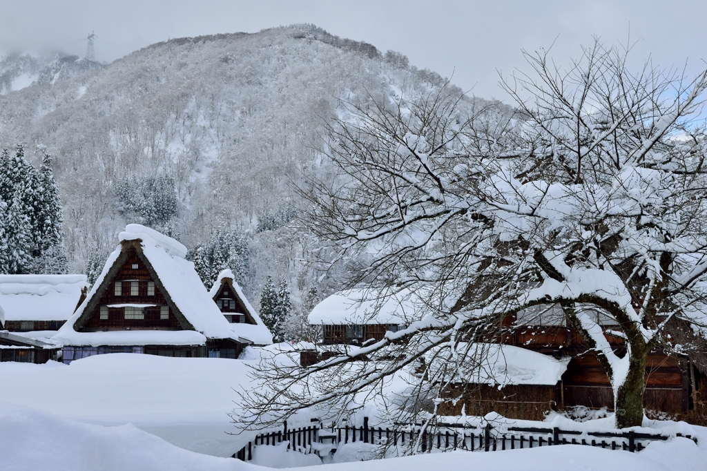 五箇山・菅沼　雪桜