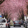 ボン桜模様その後 その7