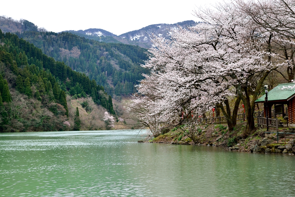 水温む　川辺に咲くや　待ち桜