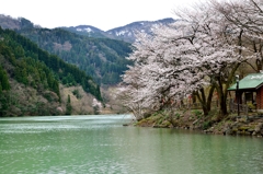 水温む　川辺に咲くや　待ち桜