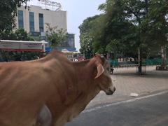 牛は神様 の国