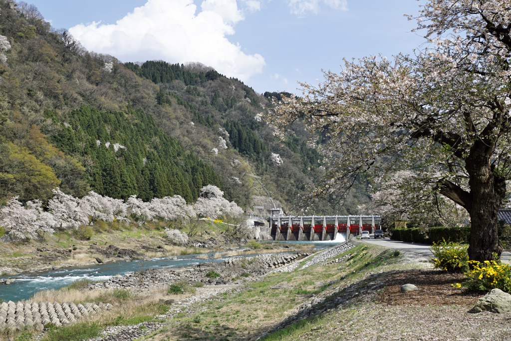 庄川桜景色