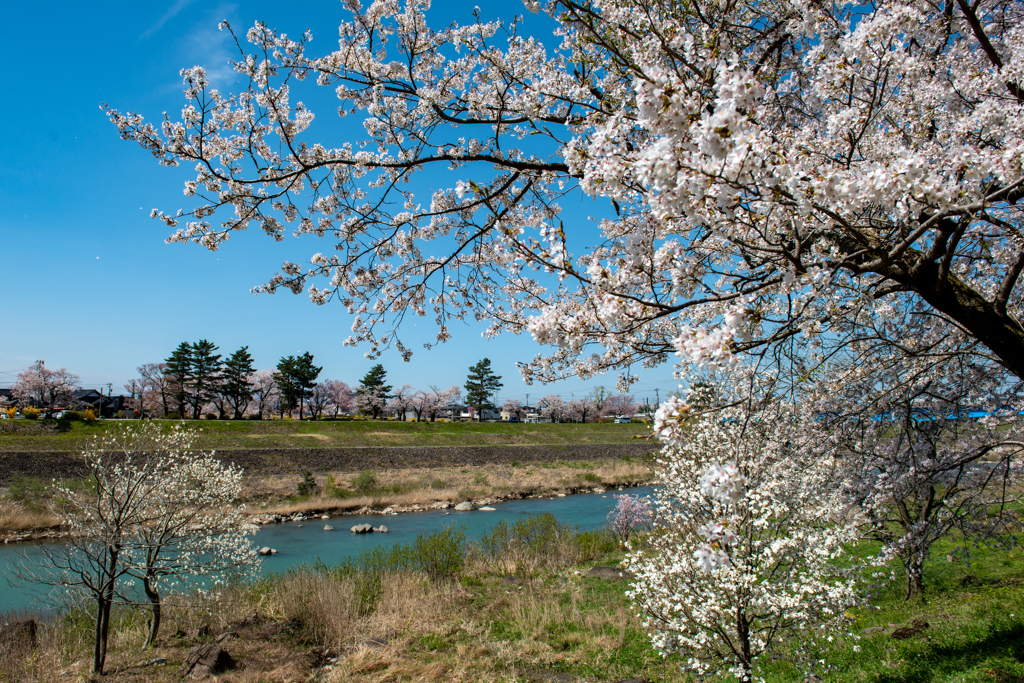 両岸に桜