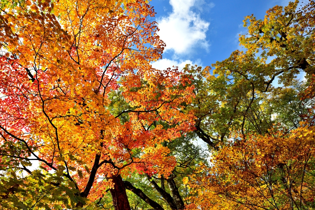 錦秋　鮮やか山紅葉