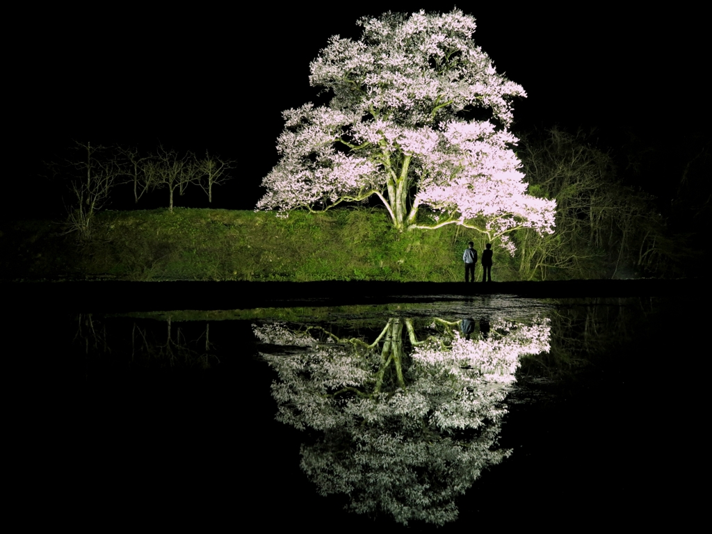 向野の桜 By Tr3 Pg Id 写真共有サイト Photohito