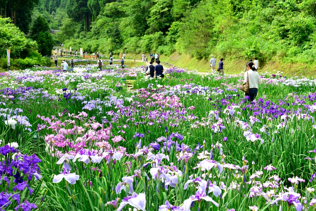 頼成の森　花しょうぶ祭り