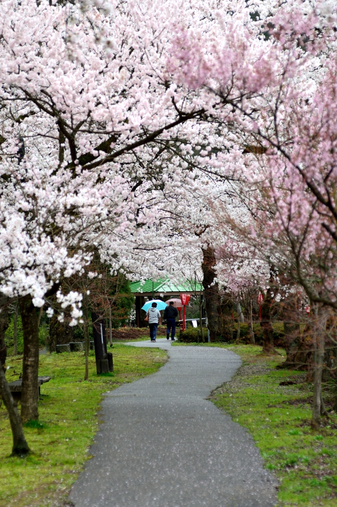 我が郷土に桜あり５