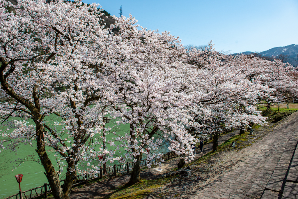 庄川縁の桜は見事♪