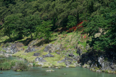 川向の彼岸花群生地へ　初秋散歩