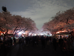 春爛漫♪ in TOKYO　上野公園さくら並木