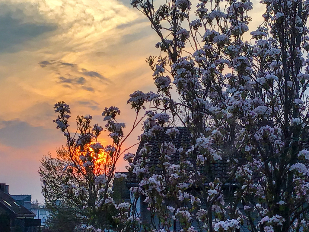 桜風景 その3