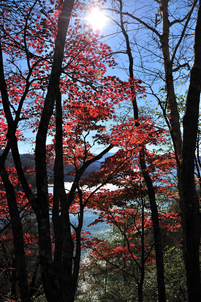 山紅葉　陰陽